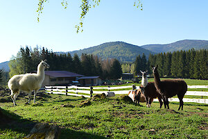 Kühe im Hotel Tonihof in Langdorf im Bayerischen Wald